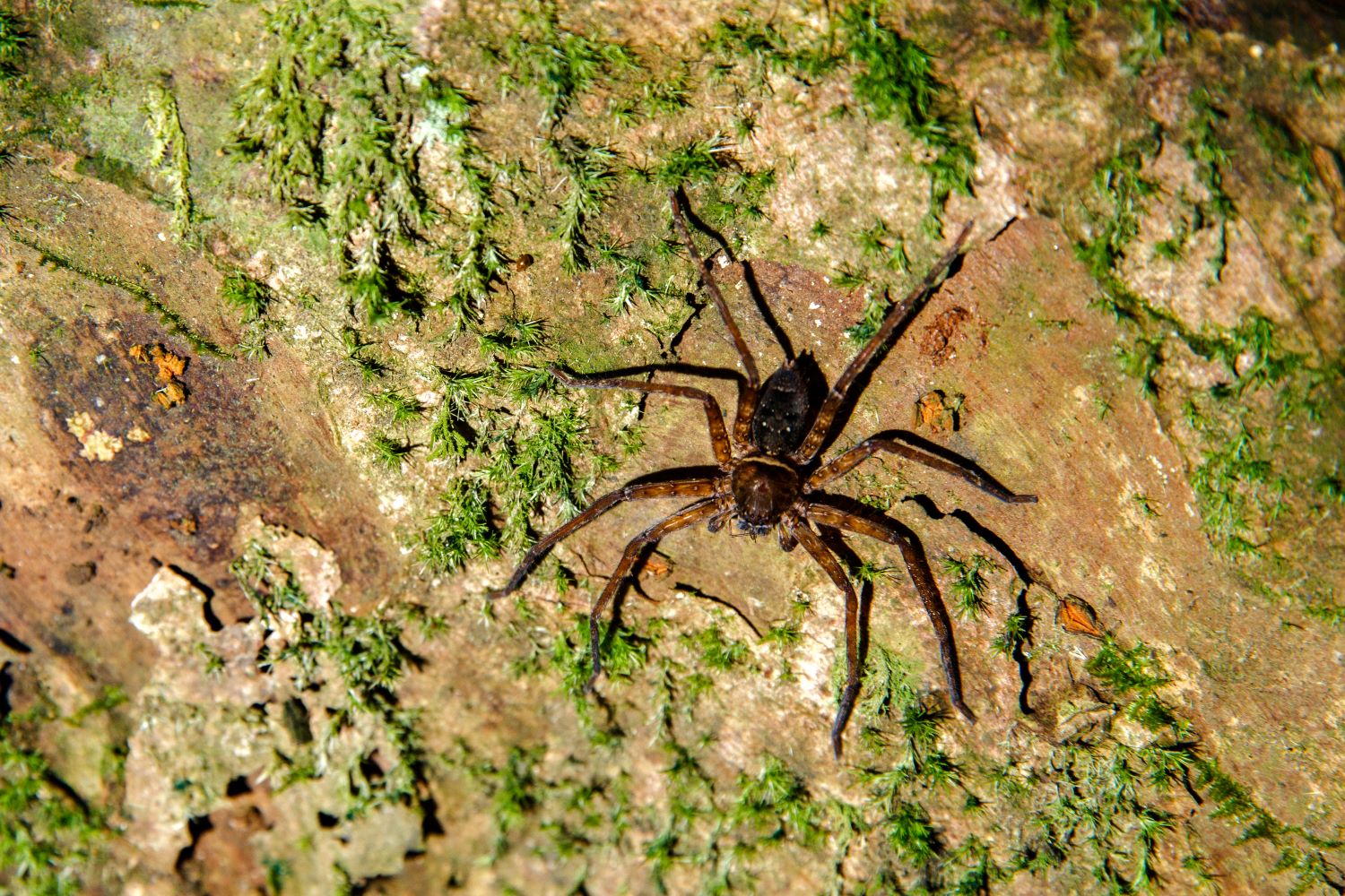 Son Doong Cave is an ideal habitat for arthropod fauna.